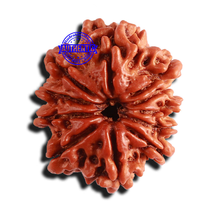 11 Mukhi Nepalese Rudraksha - Bead No. 244