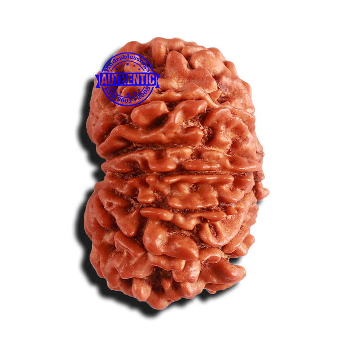 11 Mukhi Nepalese Rudraksha - Bead No. 244