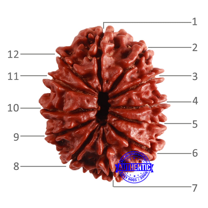 12 Mukhi Nepalese Rudraksha - Bead No 281