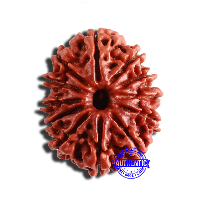 12 Mukhi Nepalese Rudraksha - Bead No 281