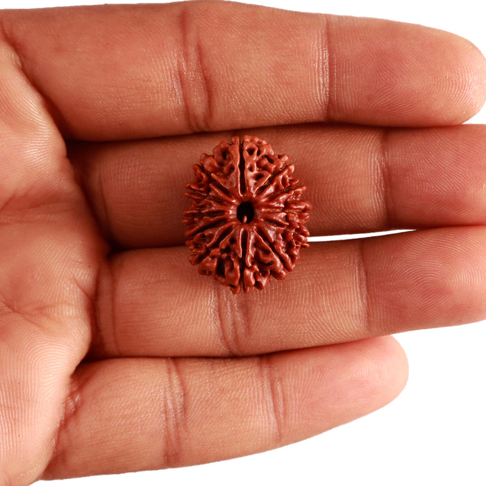 12 Mukhi Nepalese Rudraksha - Bead No 281
