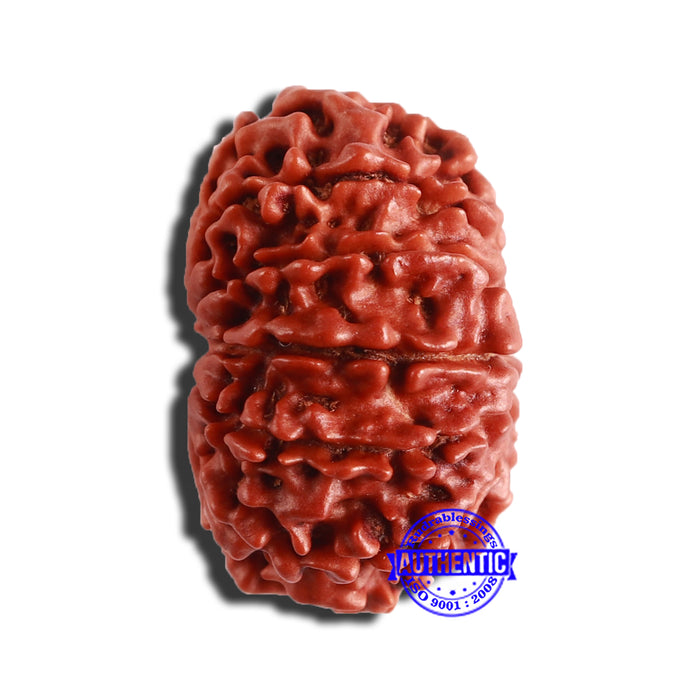 12 Mukhi Nepalese Rudraksha - Bead No 281