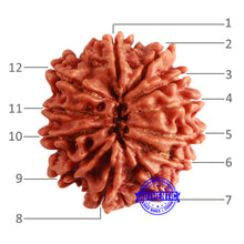 Load image into Gallery viewer, 12 Mukhi Nepalese Rudraksha - Bead No 282
