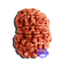 Load image into Gallery viewer, 12 Mukhi Nepalese Rudraksha - Bead No 282
