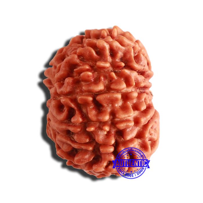 12 Mukhi Nepalese Rudraksha - Bead No 282