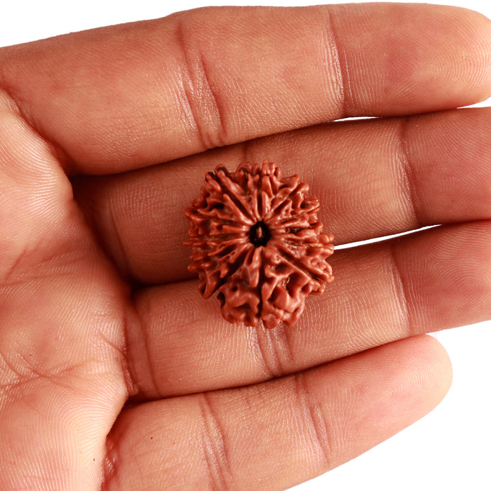 12 Mukhi Nepalese Rudraksha - Bead No 283