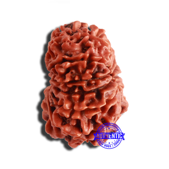 12 Mukhi Nepalese Rudraksha - Bead No 283