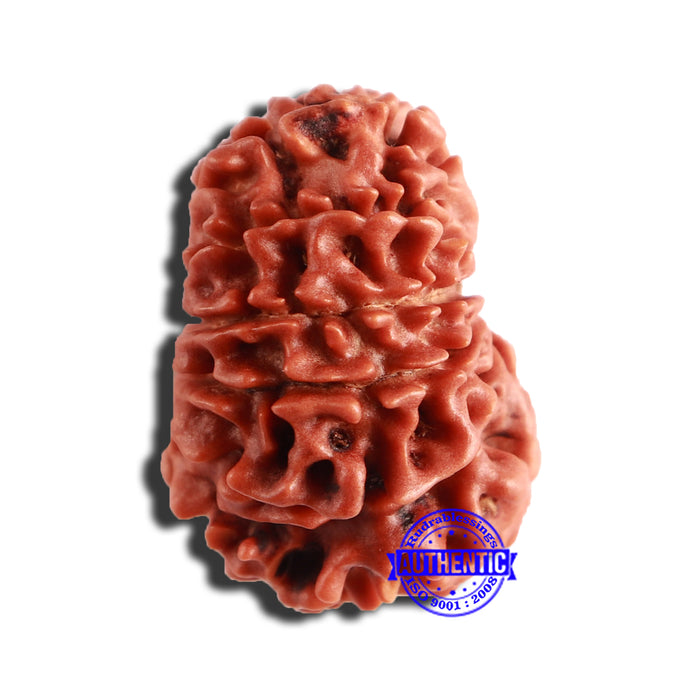 12 Mukhi Nepalese Rudraksha - Bead No 283