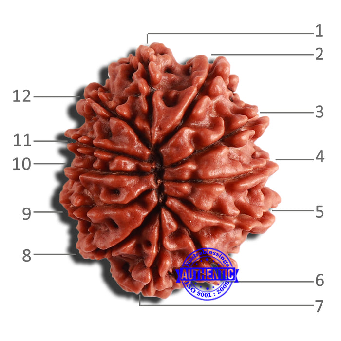 12 Mukhi Nepalese Rudraksha - Bead No 284