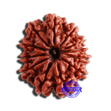 Load image into Gallery viewer, 12 Mukhi Nepalese Rudraksha - Bead No 284
