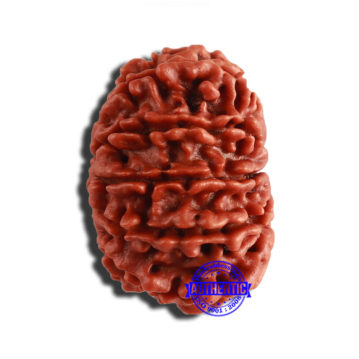 12 Mukhi Nepalese Rudraksha - Bead No 284