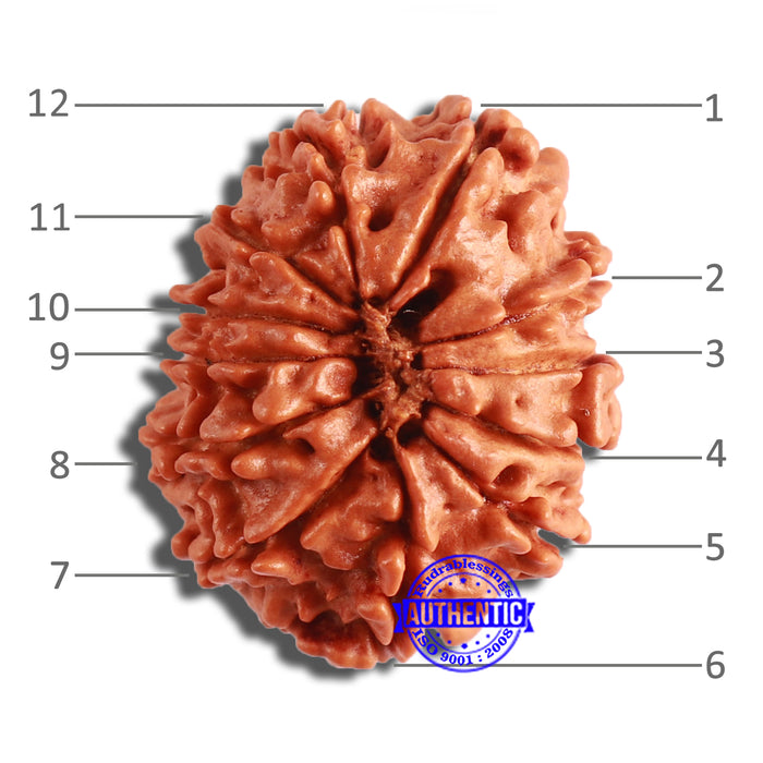 12 Mukhi Nepalese Rudraksha - Bead No 285