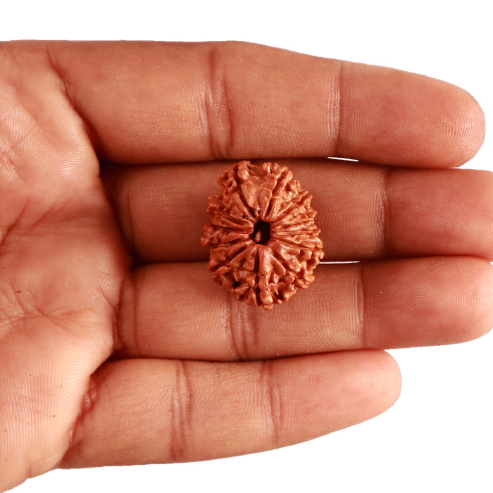 12 Mukhi Nepalese Rudraksha - Bead No 285