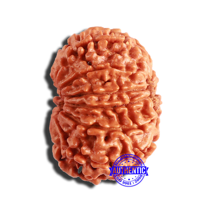 12 Mukhi Nepalese Rudraksha - Bead No 285