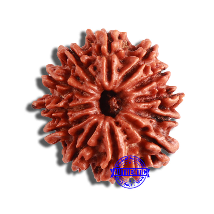 12 Mukhi Nepalese Rudraksha - Bead No 286