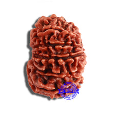 Load image into Gallery viewer, 12 Mukhi Nepalese Rudraksha - Bead No 286
