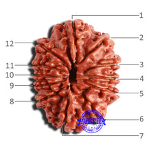 Load image into Gallery viewer, 12 Mukhi Nepalese Rudraksha - Bead No 287
