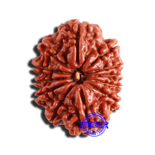 Load image into Gallery viewer, 12 Mukhi Nepalese Rudraksha - Bead No 287
