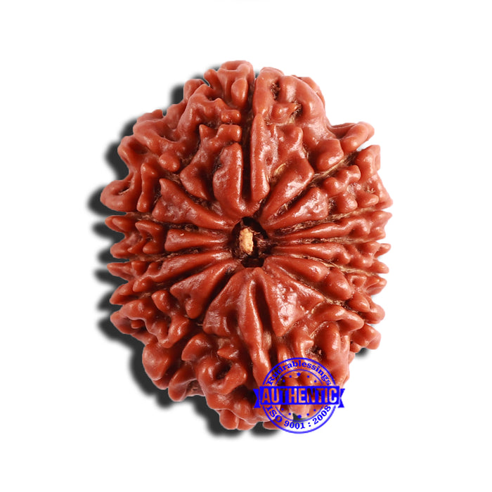 12 Mukhi Nepalese Rudraksha - Bead No 287