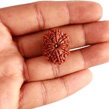 Load image into Gallery viewer, 12 Mukhi Nepalese Rudraksha - Bead No 287
