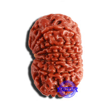 Load image into Gallery viewer, 12 Mukhi Nepalese Rudraksha - Bead No 287

