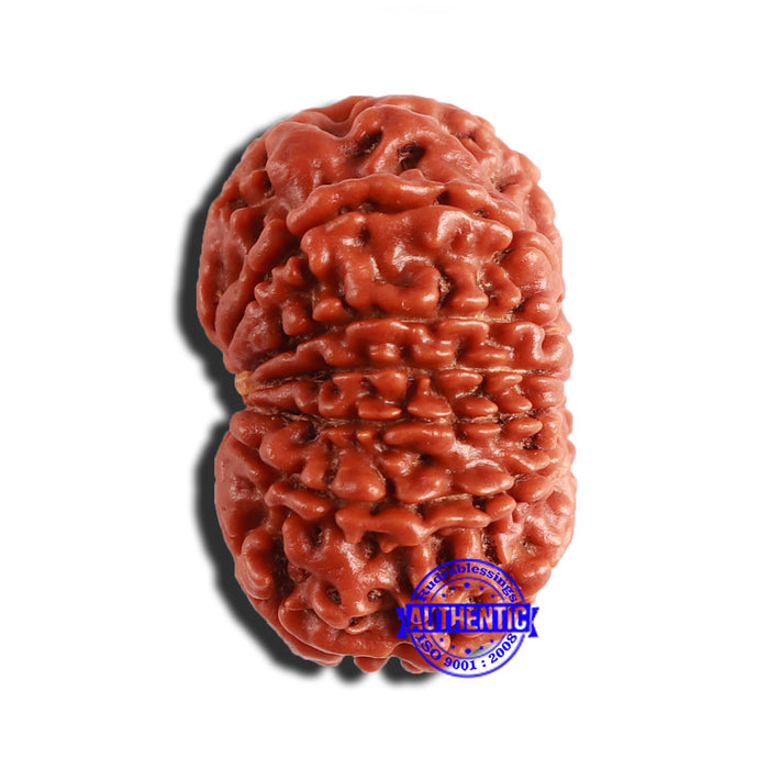 12 Mukhi Nepalese Rudraksha - Bead No 287