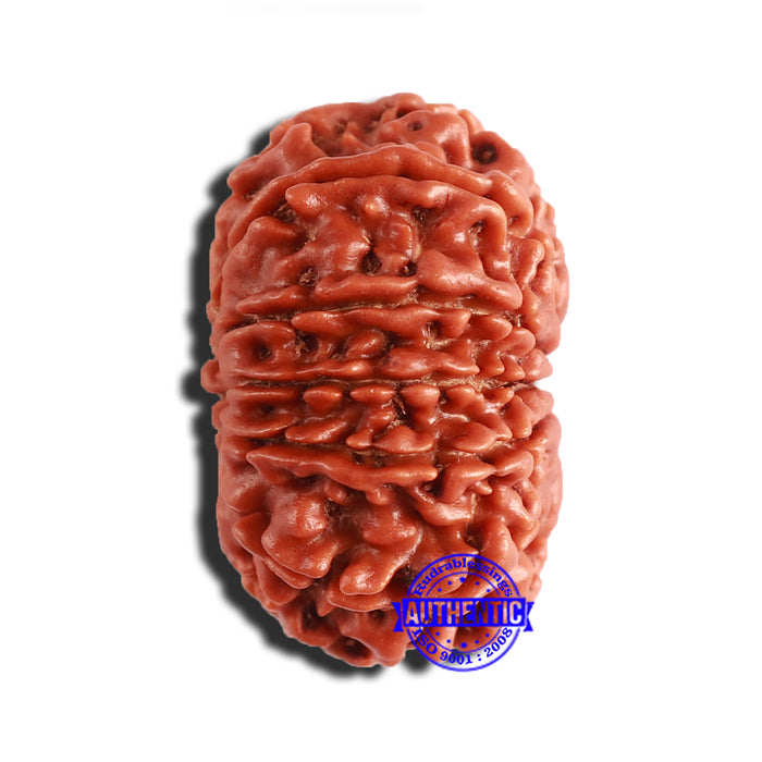 12 Mukhi Nepalese Rudraksha - Bead No 287