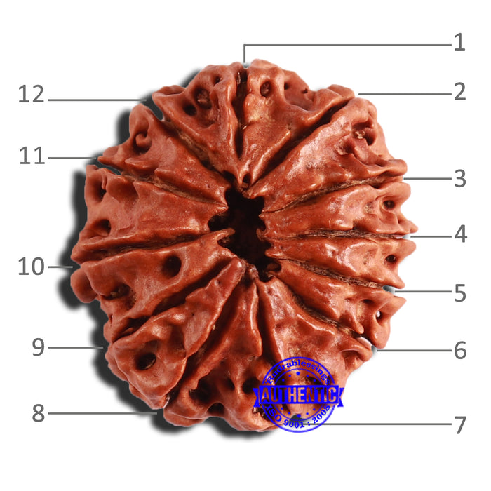 12 Mukhi Nepalese Rudraksha - Bead No 289