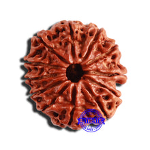 Load image into Gallery viewer, 12 Mukhi Nepalese Rudraksha - Bead No 289
