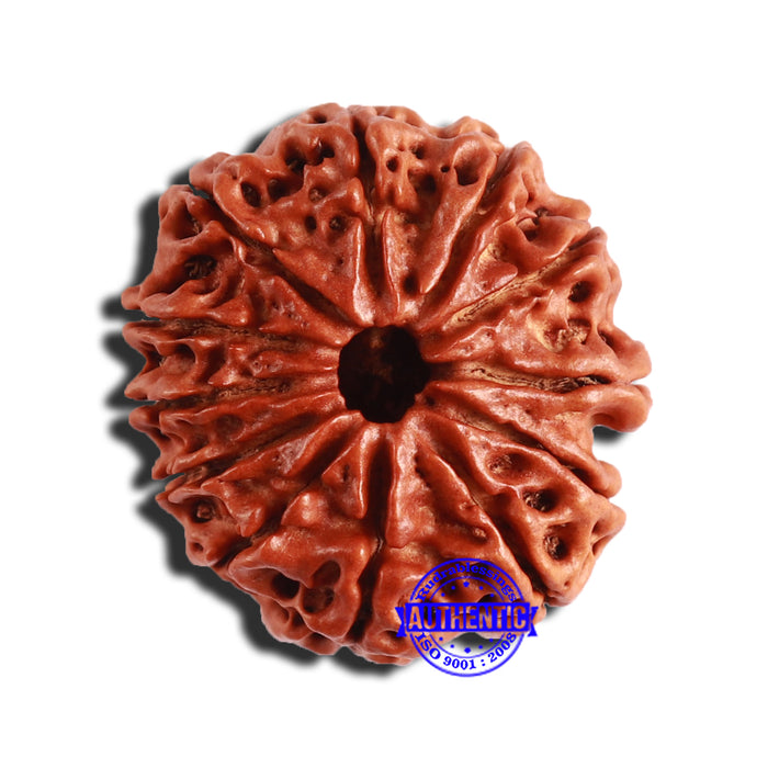 12 Mukhi Nepalese Rudraksha - Bead No 289
