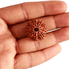 Load image into Gallery viewer, 12 Mukhi Nepalese Rudraksha - Bead No 289
