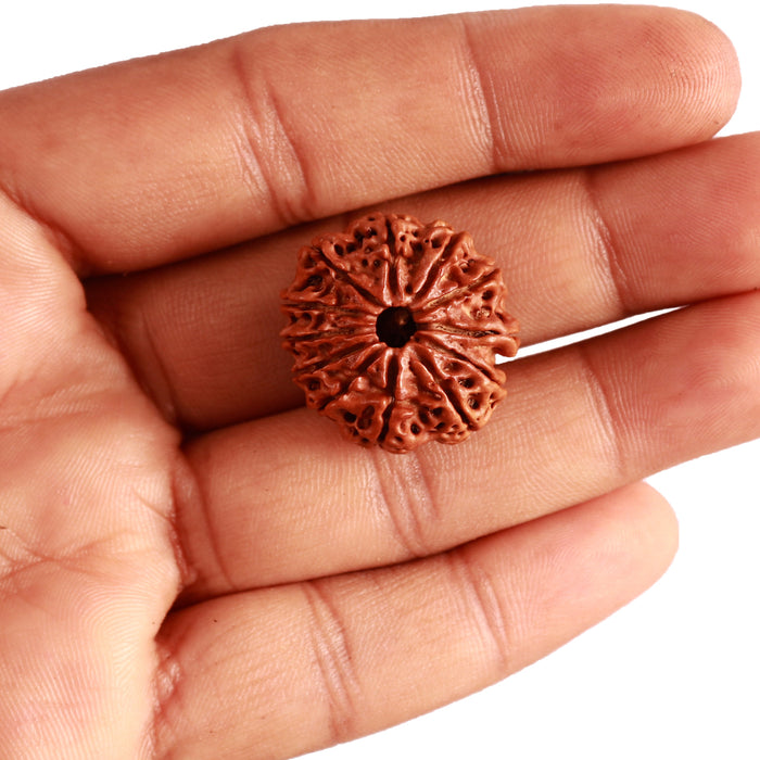 12 Mukhi Nepalese Rudraksha - Bead No 289