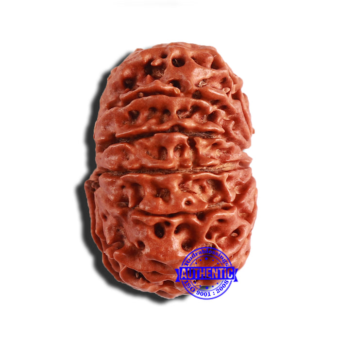 12 Mukhi Nepalese Rudraksha - Bead No 289