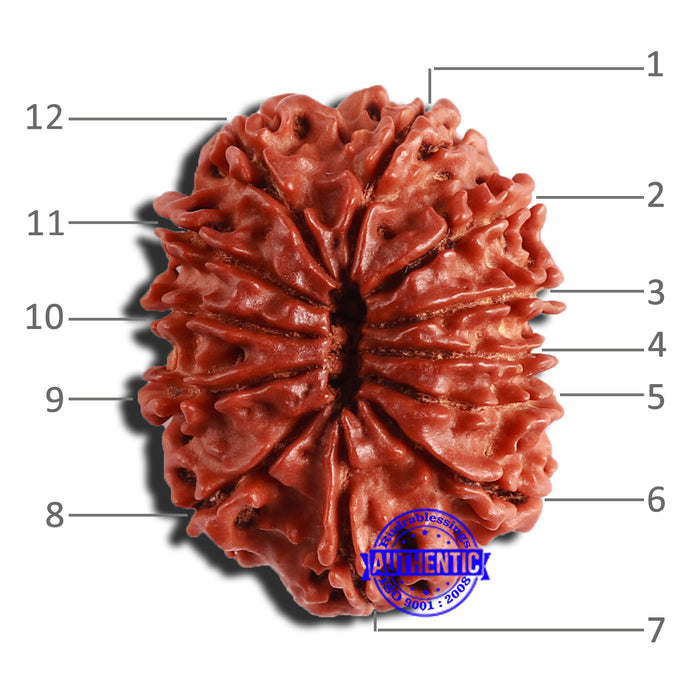 12 Mukhi Nepalese Rudraksha - Bead No 290