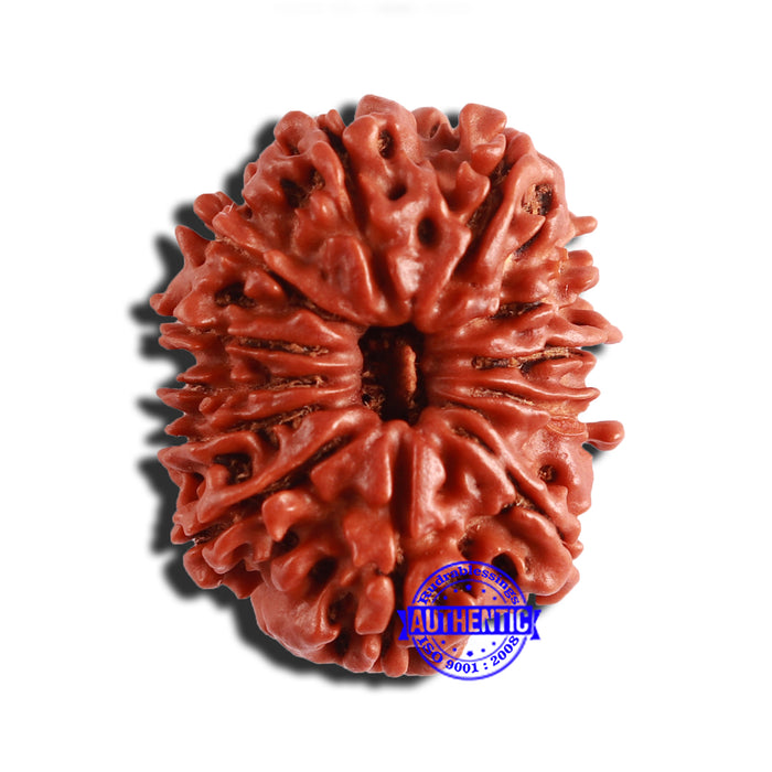 12 Mukhi Nepalese Rudraksha - Bead No 290