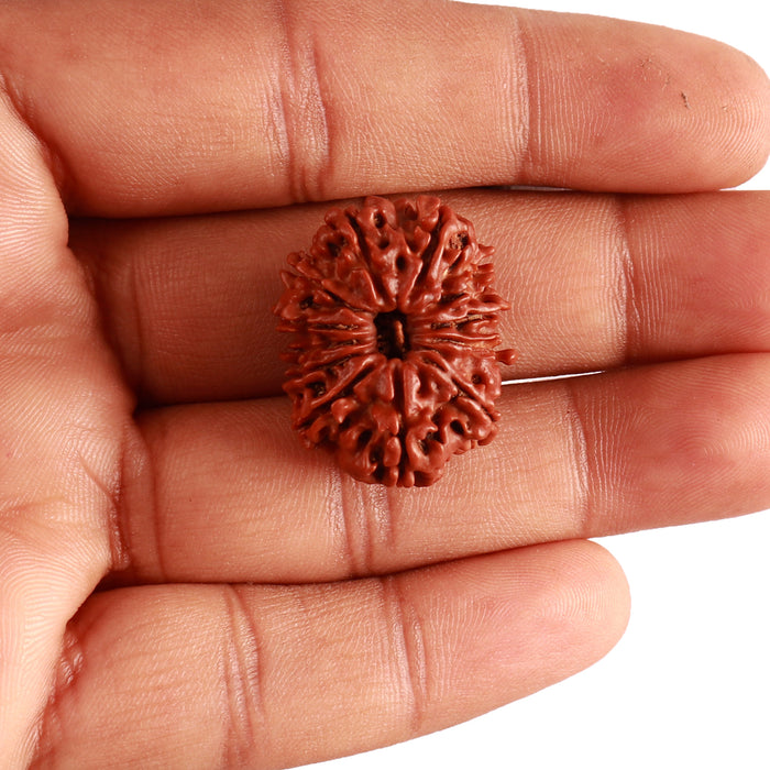 12 Mukhi Nepalese Rudraksha - Bead No 290