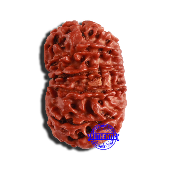 12 Mukhi Nepalese Rudraksha - Bead No 290