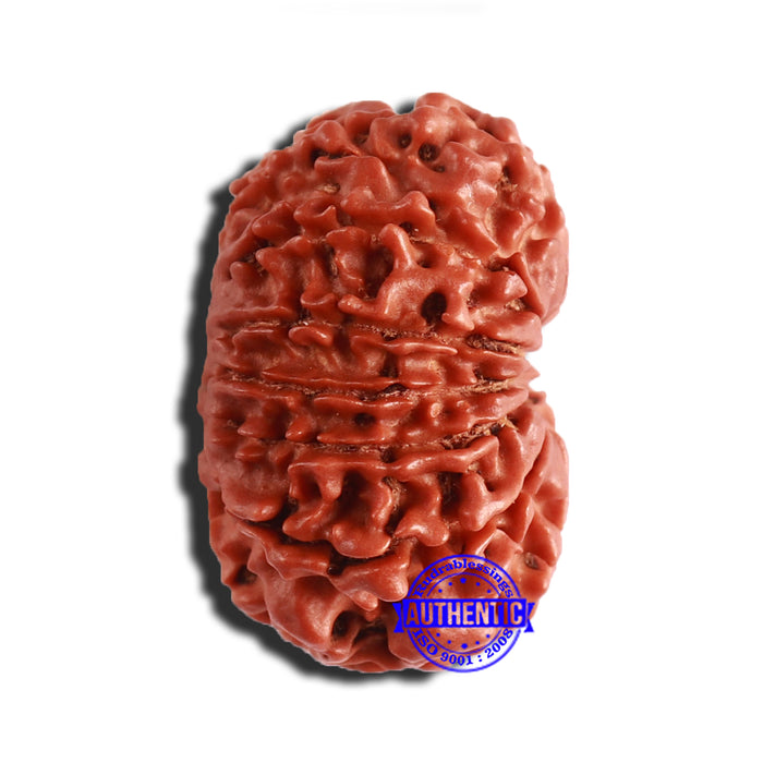 12 Mukhi Nepalese Rudraksha - Bead No 290