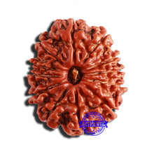 Load image into Gallery viewer, 12 Mukhi Nepalese Rudraksha - Bead No 291
