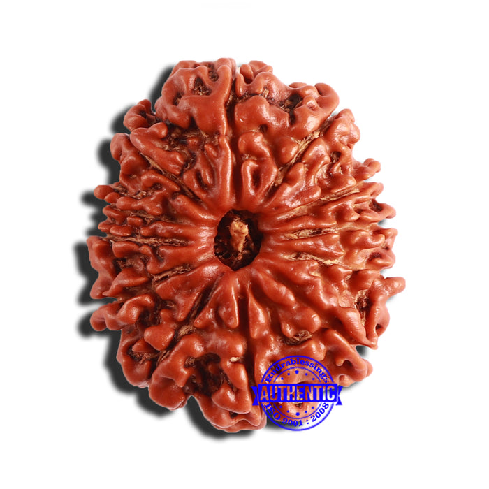 12 Mukhi Nepalese Rudraksha - Bead No 291