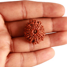 Load image into Gallery viewer, 12 Mukhi Nepalese Rudraksha - Bead No 291
