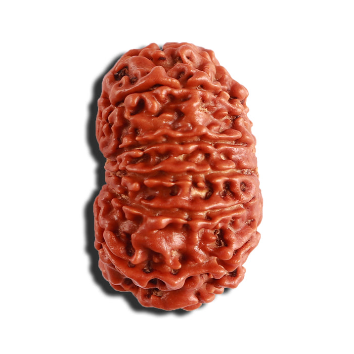 12 Mukhi Nepalese Rudraksha - Bead No 291