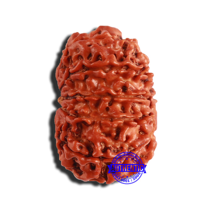 12 Mukhi Nepalese Rudraksha - Bead No 292