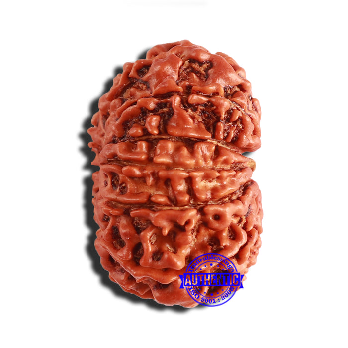 12 Mukhi Nepalese Rudraksha - Bead No 292