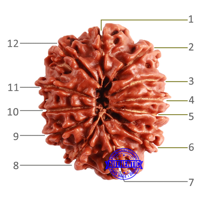 12 Mukhi Nepalese Rudraksha - Bead No 293