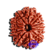 Load image into Gallery viewer, 12 Mukhi Nepalese Rudraksha - Bead No 293
