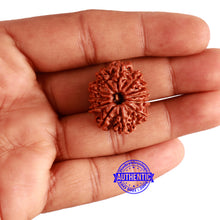 Load image into Gallery viewer, 12 Mukhi Nepalese Rudraksha - Bead No 293
