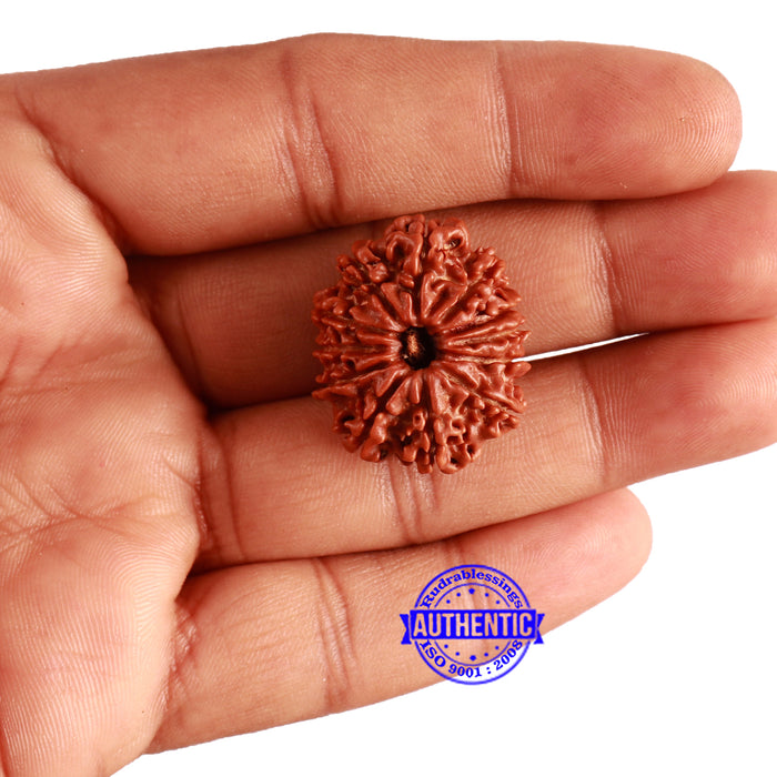 12 Mukhi Nepalese Rudraksha - Bead No 293