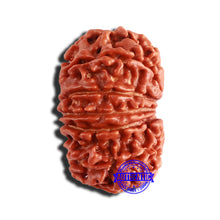 Load image into Gallery viewer, 12 Mukhi Nepalese Rudraksha - Bead No 293
