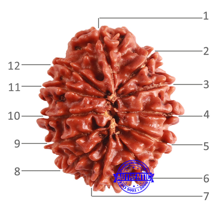 12 Mukhi Nepalese Rudraksha - Bead No 294